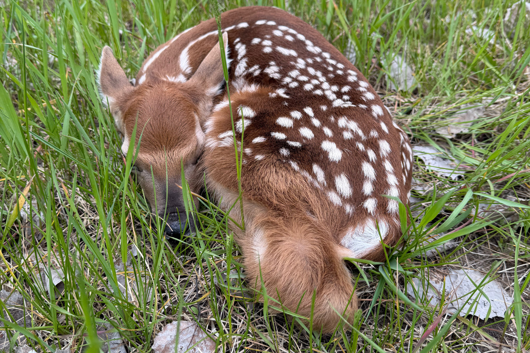 A Little Baby Deer